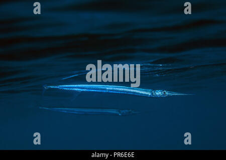 Needlefish Keeltail, Platybelone argalus,'Ko Olina, Oahu, Hawaii, STATI UNITI D'AMERICA Foto Stock