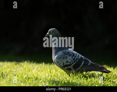 Una colomba di roccia (Columba livia) sul terreno in un giardino Warwickshire Foto Stock