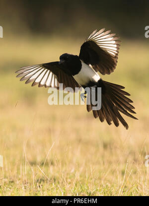 Una Gazza (Pica pica) in volo, Warwickshire Foto Stock