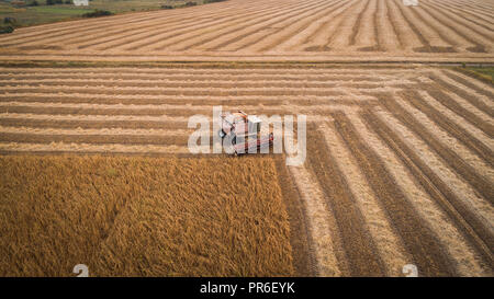 Harvester lavorando nel campo mows e soia. L'Ucraina. Vista aerea. Foto Stock