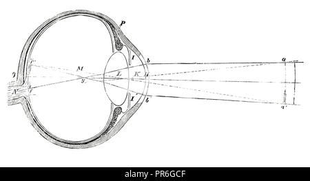 Xix secolo illustrazione di un occhio umano. Pubblicato in Novoveki Izumi u znanosti, obrtu i umjetnosti dal dr. Sulek Bogoslav, dr. Mijo Kispatic ho Ljude Foto Stock