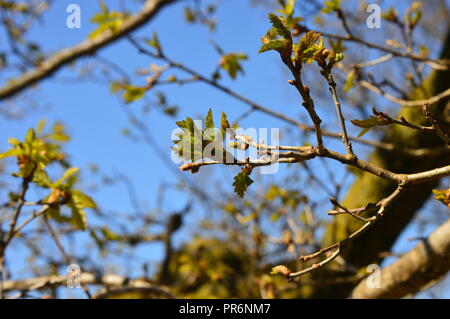 Albero di quercia in primavera Foto Stock