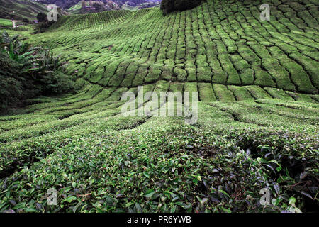 La piantagione di tè in Cameron Highlands, Malaysia Foto Stock