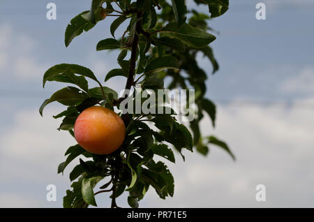 Crescente bio frutti nella parte settentrionale della Bulgaria Foto Stock