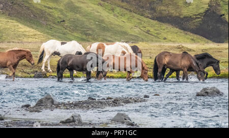 Semi-selvaggi cavalli islandesi che attraversa un fiume di origine glaciale in Fjallabak Riserva Naturale nelle Highlands di Islanda. Laugavegur Hiking trail. Foto Stock