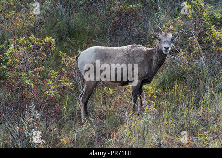 Bighorn femmina (Ovis canadensis). Banff NP, Canada Foto Stock