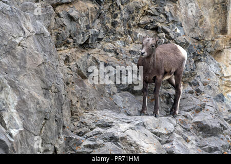 Bighorn femmina (Ovis canadensis). Banff NP, Canada Foto Stock