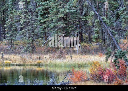 Alces alces, alci, Banff NP, Canada Foto Stock