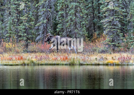 Alces alces, alci, Banff NP, Canada Foto Stock