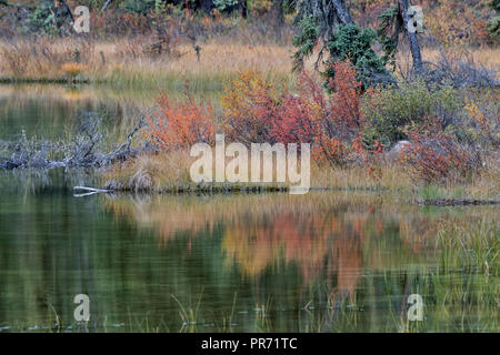 Al Lago Bow, Banff NP, Canada Foto Stock