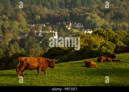 Highland scozzesi vacche, Bull, femmine e giovani in campo, Scotland Regno Unito Foto Stock