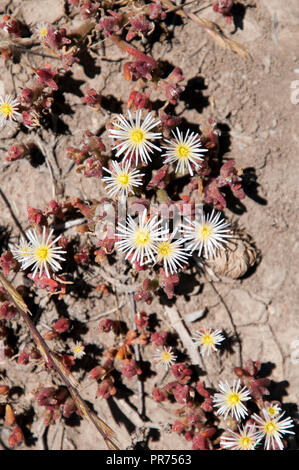 I laghi di sale del Western Australia, nativo di fioritura bianco pigface dal di sopra Foto Stock