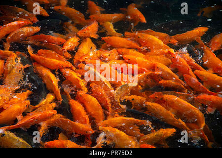 Aggregazione di carpa comune o koi, Cyprinus carpio, di alimentazione in corrispondenza di una superficie, il Parco Beihai, Pechino, Cina Foto Stock
