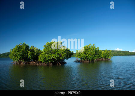 Le mangrovie nella laguna di Pohnpei, Stati Federati di Micronesia Foto Stock