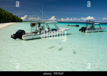 Tre blacktip gli squali, Carcharhinus melanopterus, nuotare nei fondali bassi vicino alle barche ormeggiate, Ant Atoll, Pohnpei, Stati Federati di Micronesia Foto Stock