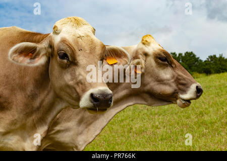 Ritratto di Aubrac vacche nel prato Foto Stock