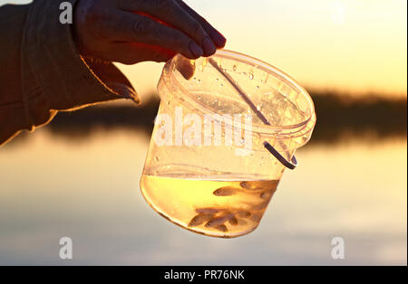 Una mano d'uomo detiene un polistirene trasparente box con piccoli minnows galleggianti in acqua. Utilizzato come esca per la cattura di pesci predatori Foto Stock