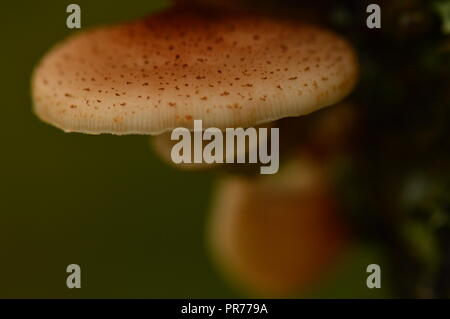 Estate di funghi miele agarics su un albero nel sole del sole al mattino Foto Stock