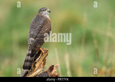 Euarsian sarrowhawk (Accipiter nisus) Foto Stock