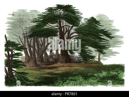 Xix secolo illustrazione di Cedrus libani - una specie di cedro nativo per le montagne della regione mediterranea. Pubblicato in Systematischer Bilde Foto Stock
