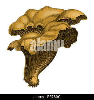 Xix secolo illustrazione di Cantharellus cibarius, comunemente noto come chanterelle, golden chanterelle o girolle. Pubblicato in Systematischer Bild Foto Stock