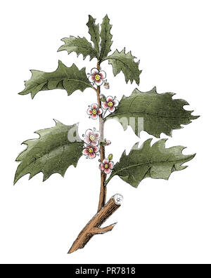 Xix secolo illustrazione di un ramo di agrifoglio comune. Pubblicato in Systematischer Bilder-Atlas zum Conversations-Lexikon, Ikonographische Encyklopaed Foto Stock