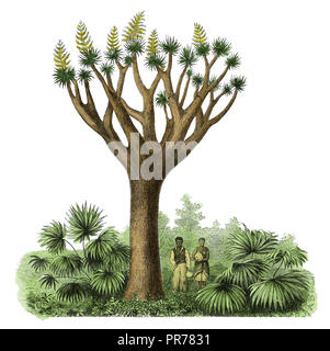 Xix secolo illustrazione di Dracaena draco, noto come isole Canarie dragon tree o drago. Pubblicato in Systematischer Bilder-Atlas zum conversazioni- Foto Stock