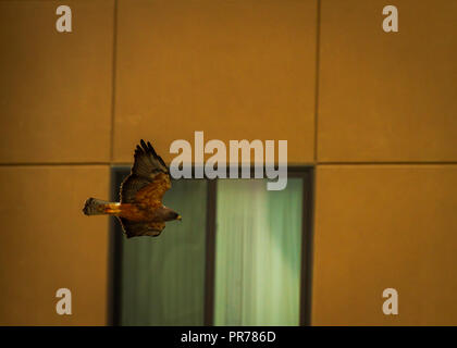 Salt Lake City Urban Hawk in volo Foto Stock