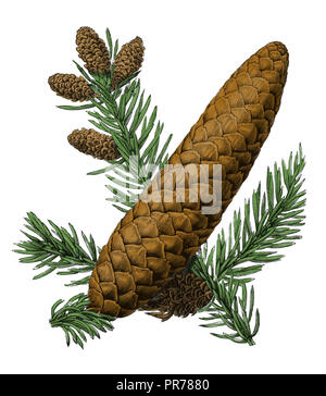 Xix secolo illustrazione di abete rosso (Picea abies). Pubblicato in Systematischer Bilder-Atlas zum Conversations-Lexikon, Ikonographische Encyklop Foto Stock