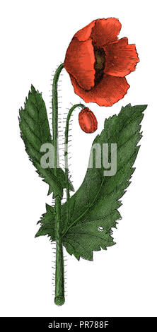 Xix secolo illustrazione di un papavero (Papaver officinale). Pubblicato in Systematischer Bilder-Atlas zum Conversations-Lexikon, Ikonographische Encyklo Foto Stock