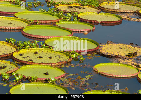 Acqua gigante lilly sul Pantanal del Mato Grosso a Porto Jofre, Brasile Foto Stock