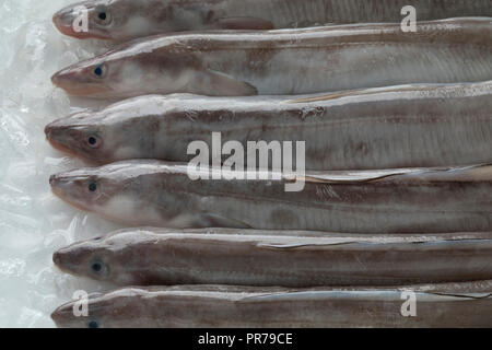 Unico crudo fresco unione gronghi su ghiaccio Foto Stock