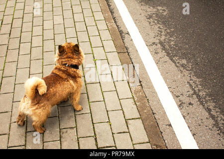 Un triste cane sta con la schiena per la fotocamera sulla strada e guarda avanti. Foto Stock