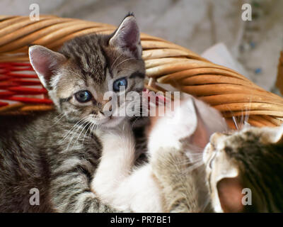 I gattini nel cesto Foto Stock