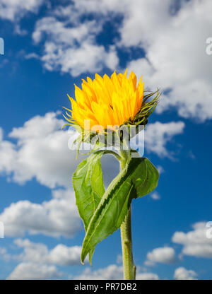 Ritratto Dettagliato ravvicinata di un unico montante dello stelo di girasole (di colore giallo brillante testa & foglie verdi) contro deep blue sky & soffici nuvole in background. Foto Stock