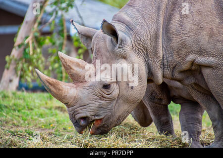 Chiudere la vista di un nero testa di Rhino che mostra due corna Foto Stock