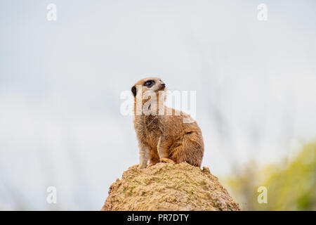 Giovani Meerkat sulla sommità di una roccia sul belvedere Foto Stock