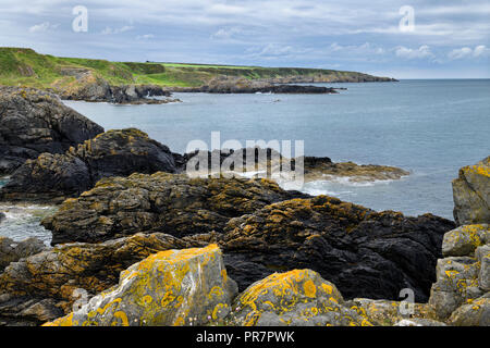 Il Lichen su weathered quarzite sulla costa del Mare del Nord a Moray Firth a Dinnet Scotland Regno Unito Foto Stock