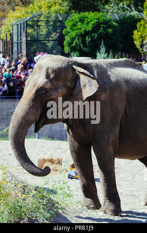 Lo zoo di Skopje, Skopje, R, la Macedonia. Settembre 29, 2018 12:00 CEST. Celebrazione per quanto riguarda nuovi animali a Skopje Zoo, due elefanti Dunja e Daela. Credit: Dragan Ristovski/Alamy Live News Foto Stock