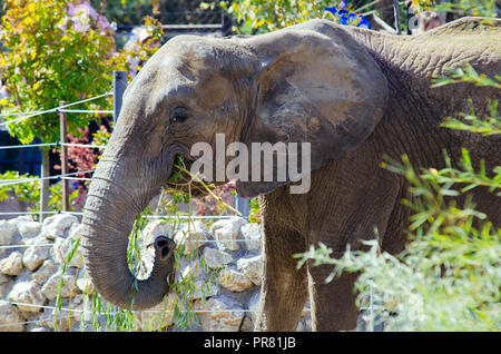 Lo zoo di Skopje, Skopje, R, la Macedonia. Settembre 29, 2018 12:00 CEST. Celebrazione per quanto riguarda nuovi animali a Skopje Zoo, due elefanti Dunja e Daela. Credit: Dragan Ristovski/Alamy Live News Foto Stock