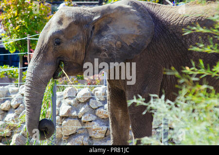 Lo zoo di Skopje, Skopje, R, la Macedonia. Settembre 29, 2018 12:00 CEST. Celebrazione per quanto riguarda nuovi animali a Skopje Zoo, due elefanti Dunja e Daela. Credit: Dragan Ristovski/Alamy Live News Foto Stock