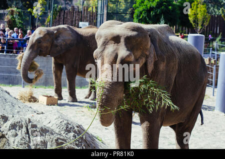 Lo zoo di Skopje, Skopje, R, la Macedonia. Settembre 29, 2018 12:00 CEST. Celebrazione per quanto riguarda nuovi animali a Skopje Zoo, due elefanti Dunja e Daela. Credit: Dragan Ristovski/Alamy Live News Foto Stock