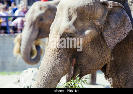 Lo zoo di Skopje, Skopje, R, la Macedonia. Settembre 29, 2018 12:00 CEST. Celebrazione per quanto riguarda nuovi animali a Skopje Zoo, due elefanti Dunja e Daela. Credit: Dragan Ristovski/Alamy Live News Foto Stock