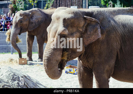 Lo zoo di Skopje, Skopje, R, la Macedonia. Settembre 29, 2018 12:00 CEST. Celebrazione per quanto riguarda nuovi animali a Skopje Zoo, due elefanti Dunja e Daela. Credit: Dragan Ristovski/Alamy Live News Foto Stock