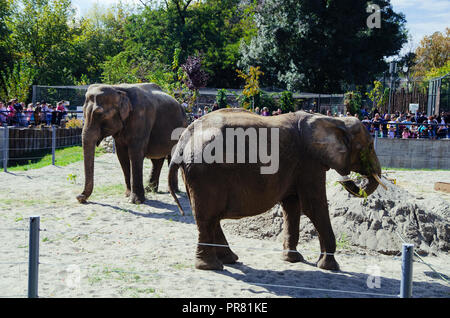 Lo zoo di Skopje, Skopje, R, la Macedonia. Settembre 29, 2018 12:00 CEST. Celebrazione per quanto riguarda nuovi animali a Skopje Zoo, due elefanti Dunja e Daela. Credit: Dragan Ristovski/Alamy Live News Foto Stock