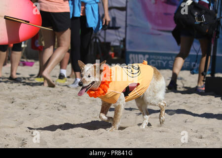 Huntington Beach, California, Stati Uniti d'America. 29th, Settembre, 2018. Skyler il cane surfer assiste la decima edizione della città di Surf Surf cane concorso a Huntington Dog Beach in Huntington Beach, California, il 29 settembre 2018. Credito: Sheri Determan/Alamy Live News Foto Stock