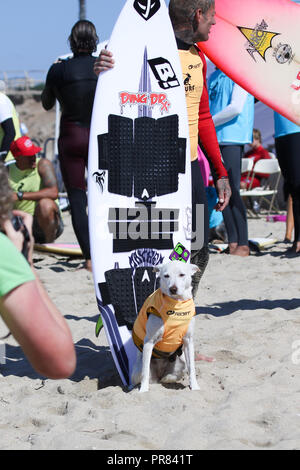 Huntington Beach, California, Stati Uniti d'America. 29th, Settembre, 2018. Zucchero, il cane surfer, posa per una foto alla decima edizione della città di Surf Surf cane concorso a Huntington Dog Beach in Huntington Beach, California, il 29 settembre 2018. Credito: Sheri Determan/Alamy Live News Foto Stock