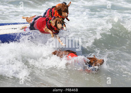 Huntington Beach, California, Stati Uniti d'America. 29th, Settembre, 2018. Tre cani di surf che erano in tandem di equitazione sulla tavola da surf salta fuori nell'oceano insieme alla decima edizione della città di Surf Surf cane concorso a Huntington Dog Beach in Huntington Beach, California, il 29 settembre 2018. Credito: Sheri Determan/Alamy Live News Foto Stock