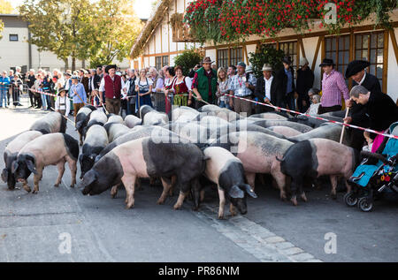 Stuttgart, Germania. Il 30 settembre 2018. Come parte del bicentenario celebrazione del Cannstatter Volksfest, suini corrono attraverso il Cannstatter Wasen. Credito: dpa picture alliance/Alamy Live News Foto Stock