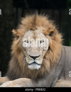 Maschio di testa leone close up Foto Stock